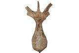 Triceratops Dorsal Vertebra On Stand - Montana #202241-3